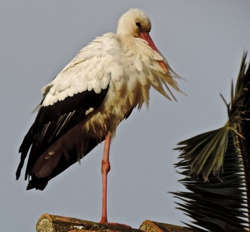 Majestueuse cigogne blanche