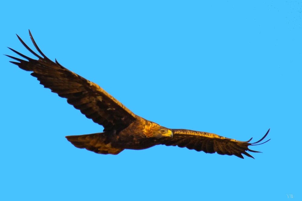Faune sauvage