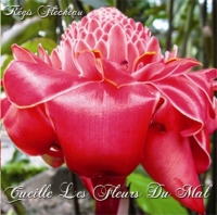 Cueille les fleurs du mal