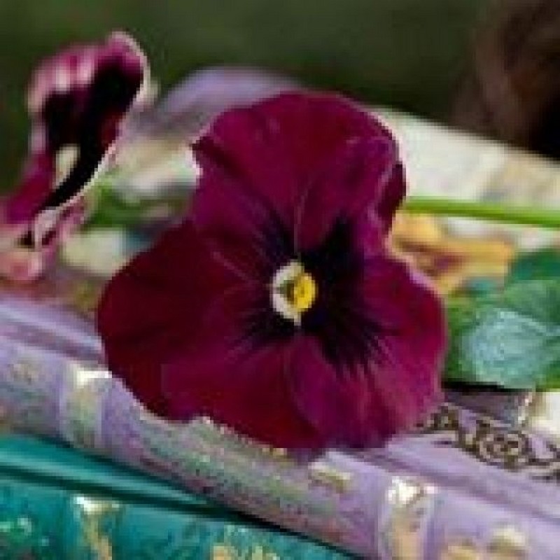 Entrez dans mon jardin