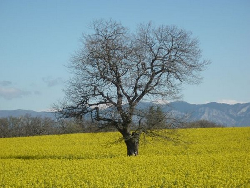 Le vieil arbre...