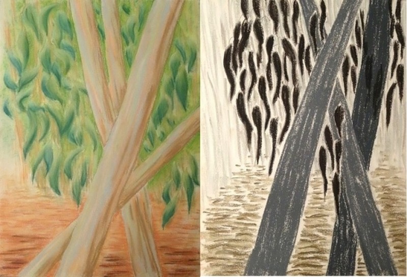 Eucalyptus en une forêt