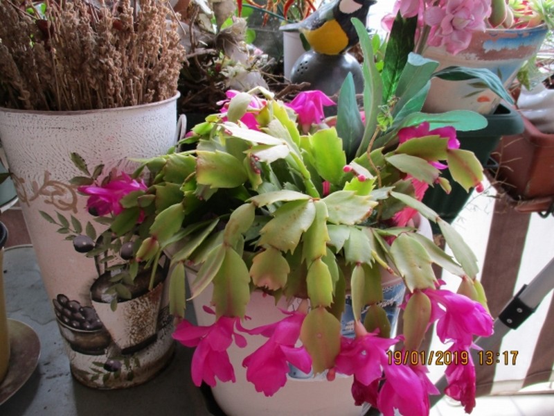 Jolies fleurs d'hiver