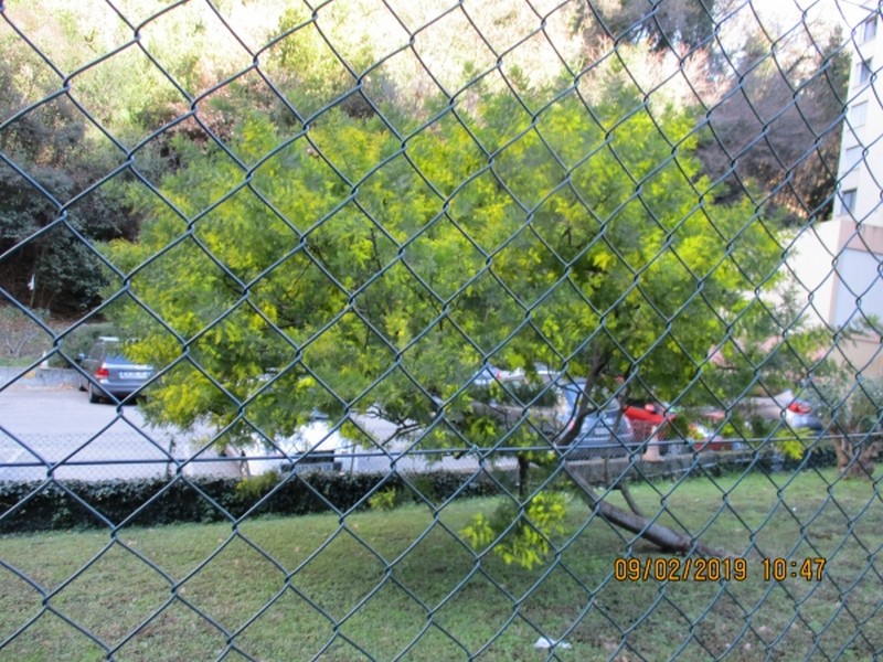 Derrière les grilles de Février, les mimosas sont éveillés