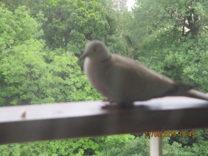 Ma visiteuse fidèle