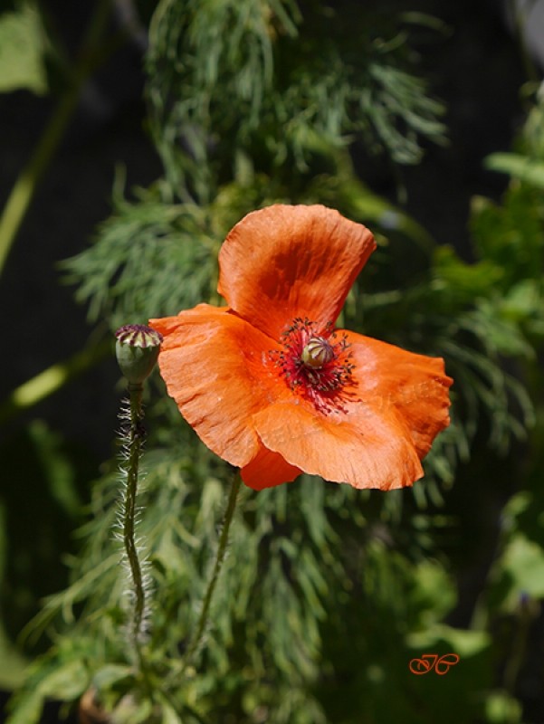 La belle rouge