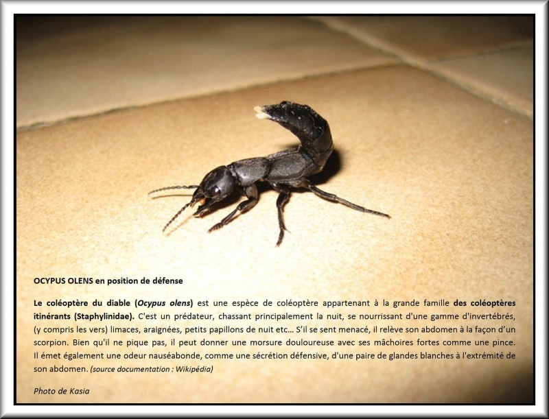 Ocypus Olens, en position de défense