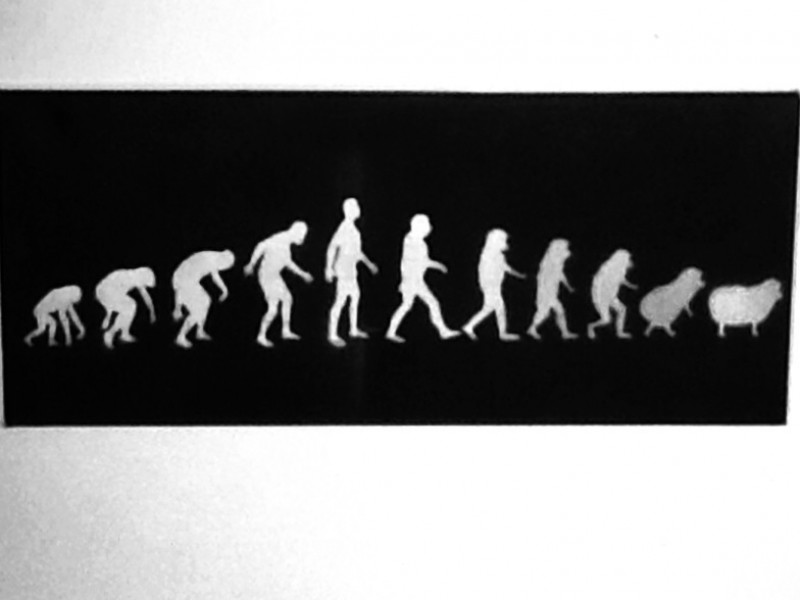 Évolution