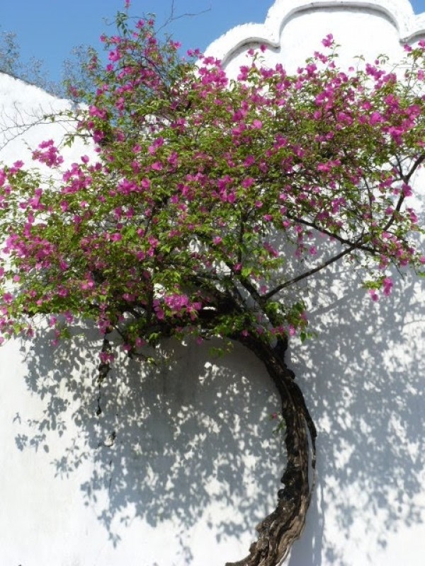 L'arbre révérencieux