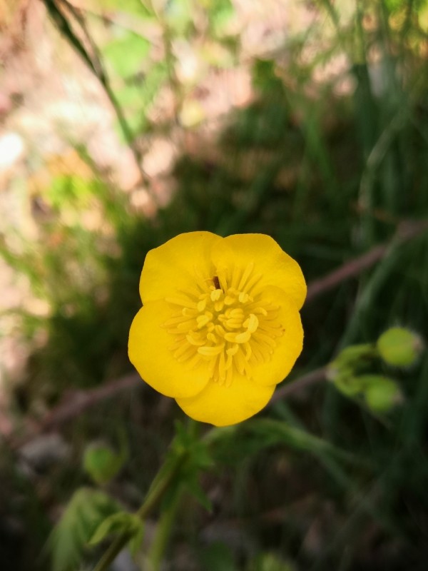 Bouton d'or