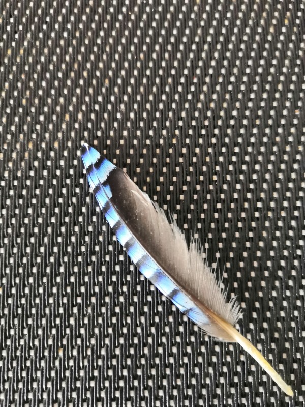 Plume
