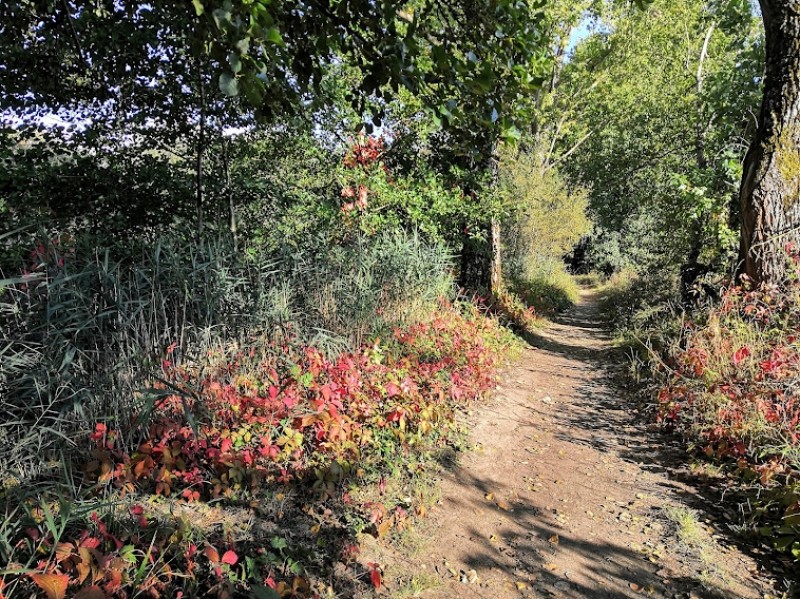 Chemin d'automne
