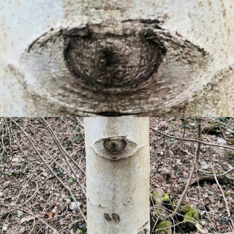 Le tronc oeil
