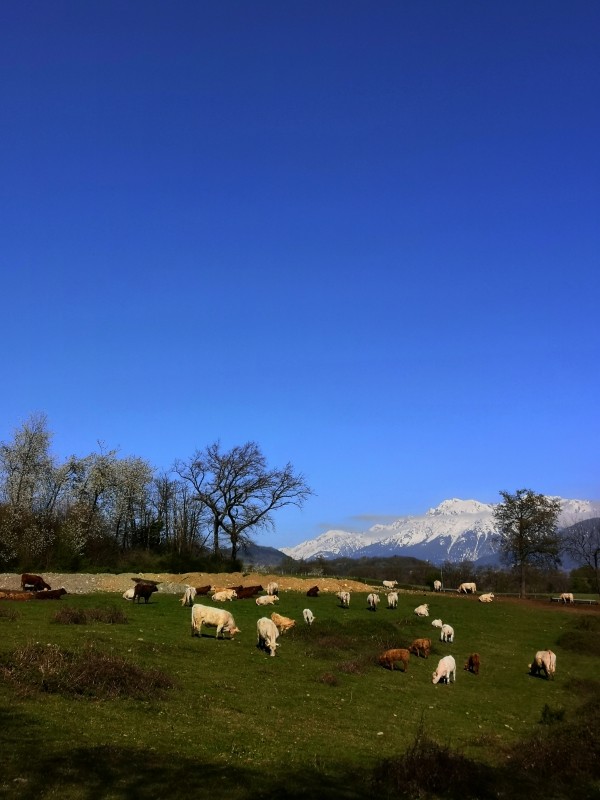 Le champs des vaches