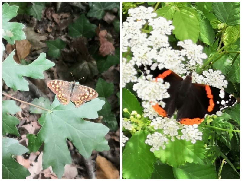 Les papillons