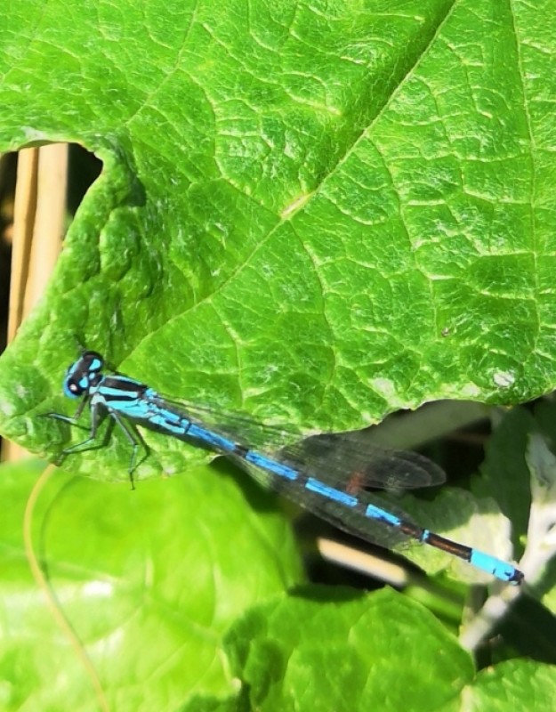 Blue dragonfly