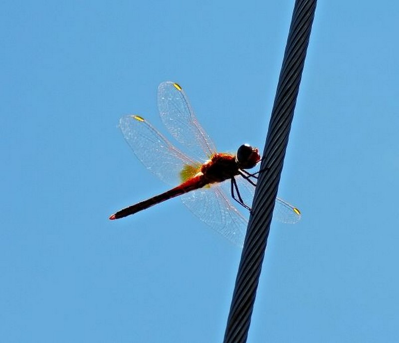 Libellule sur hauban