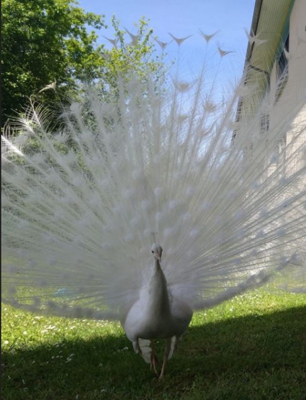 Paon blanc