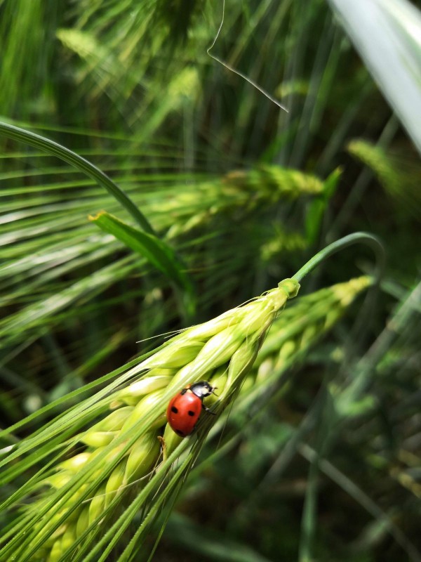 La coccinelle
