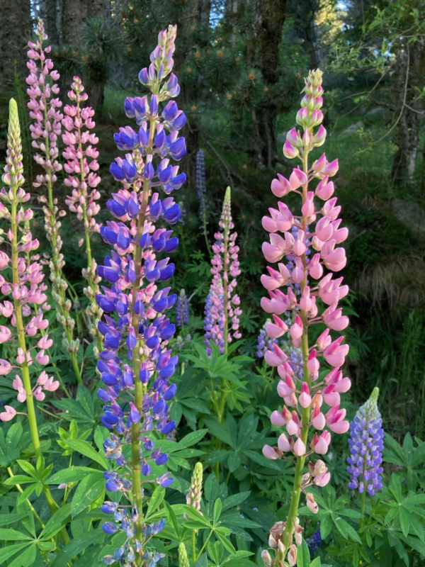 Les lupins