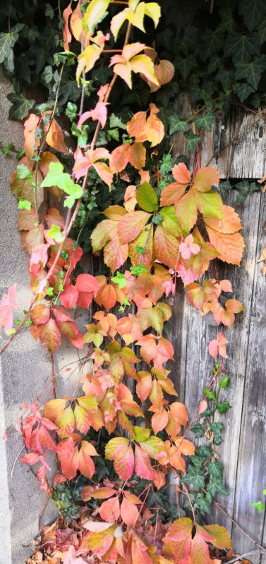 Un jour d'automne