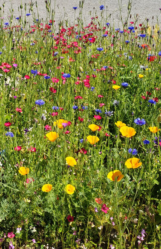 Le champs des fleurs
