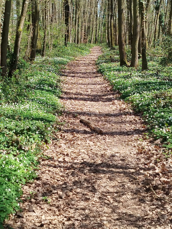 Chemin de vie