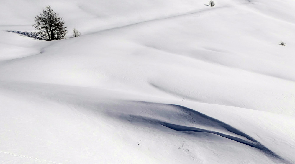 Reliefs de neige sous le regard d'un arbre ...