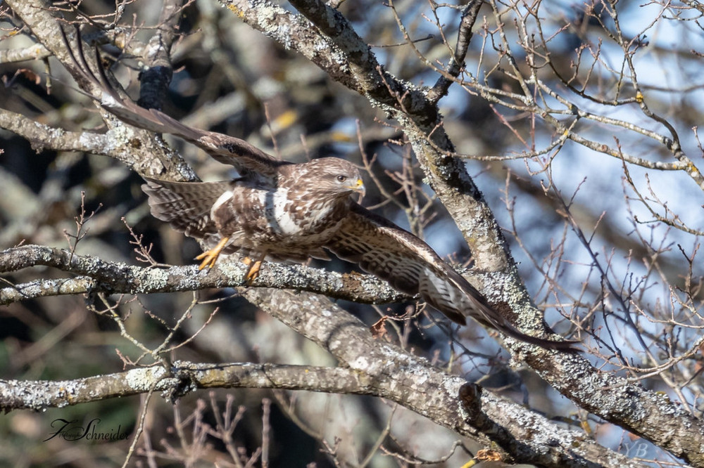 Buse variable