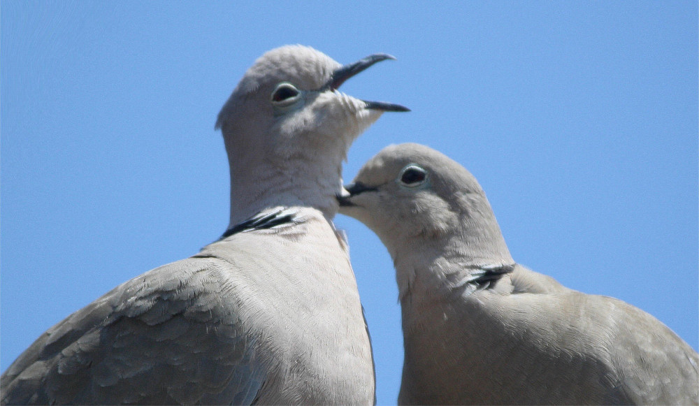 Amour & Paix ... Quelle belle utopie !