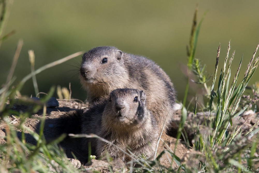 Marmottes