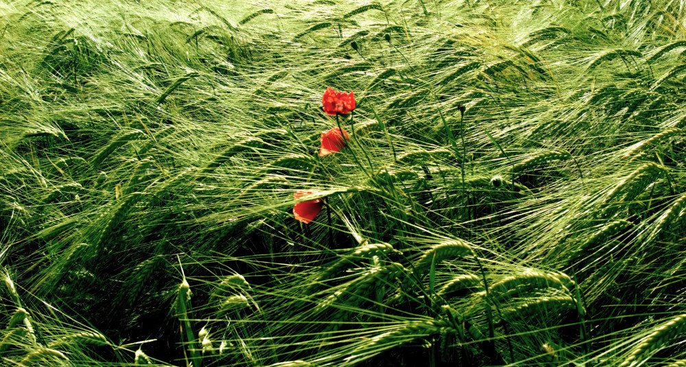 Trois coquelicots " éperdus " dans un champ de blé