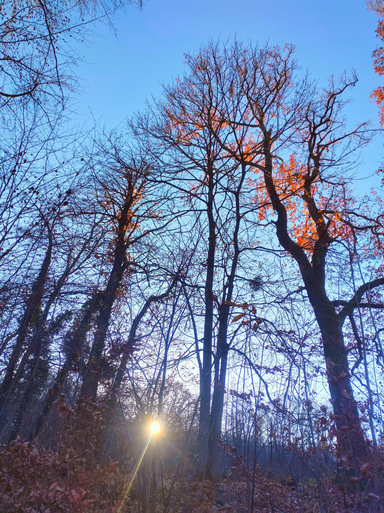 Jour d'hiver