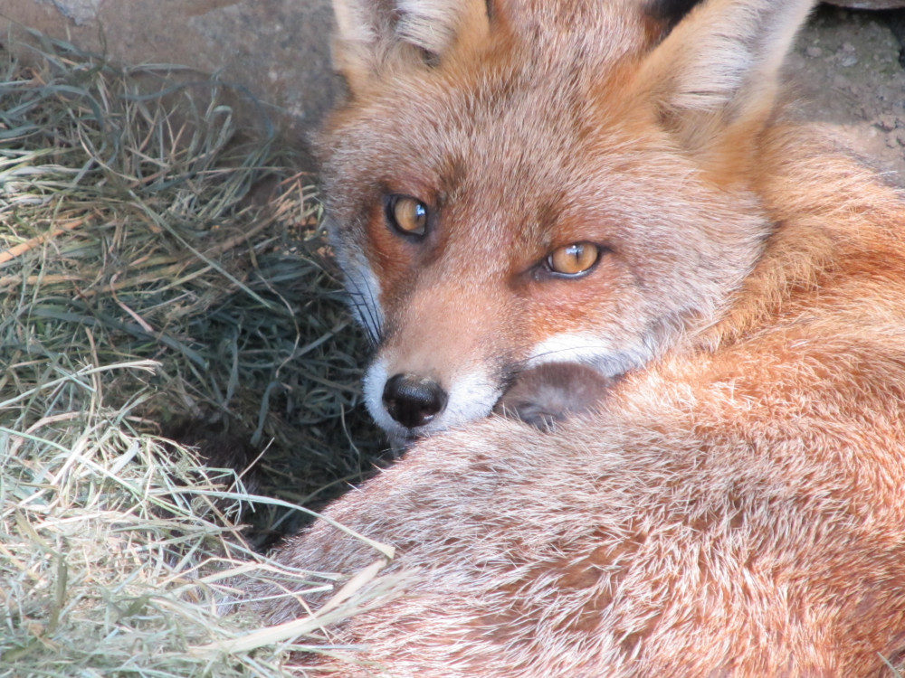 Regard de maman renarde