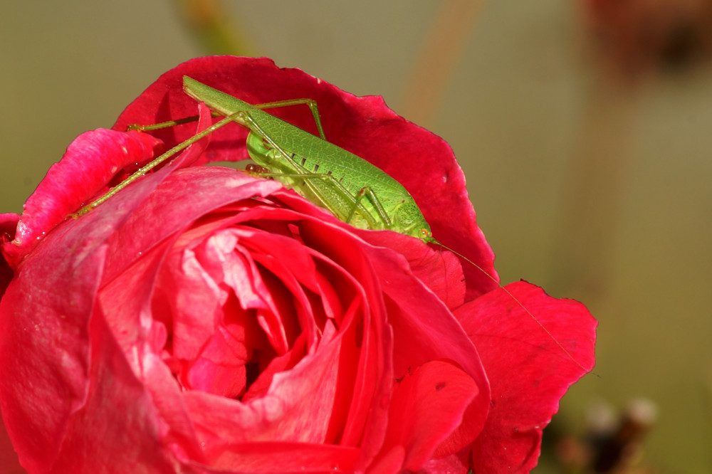 Secret de sauterelle en rose persan