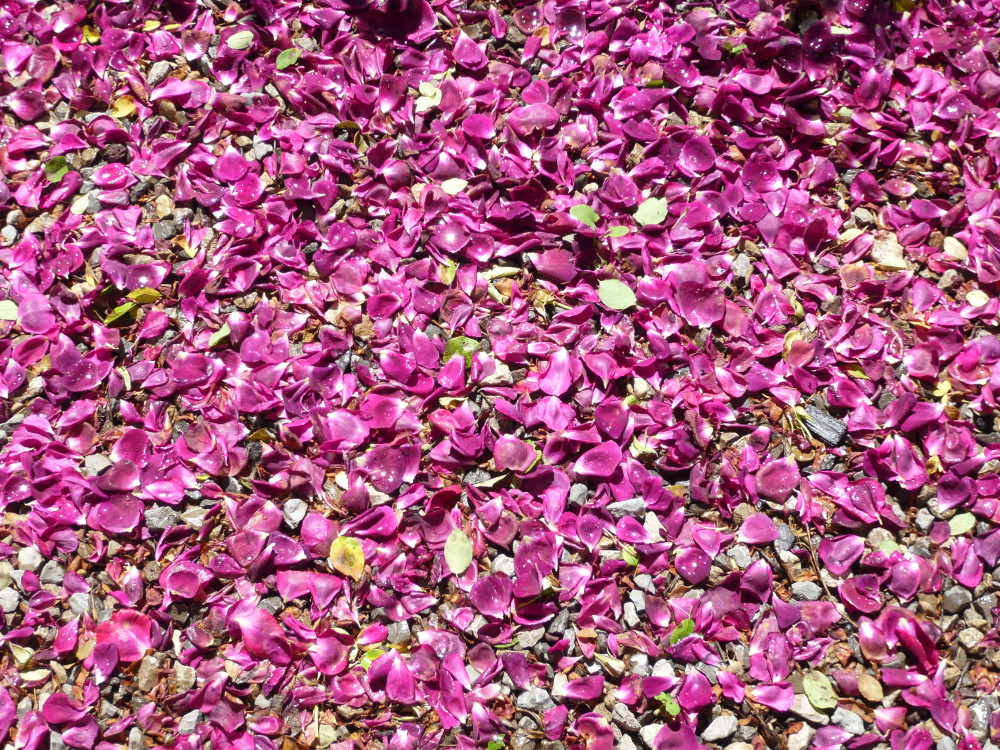 La terre s’habille d’un doux regard.