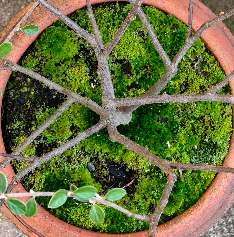 Un juste équilibre entre contrôle,  Symétrie et liberté d'expression de la nature