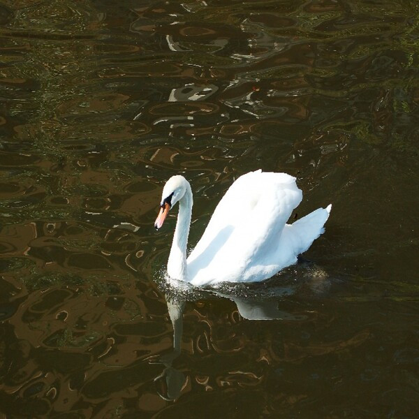 Photo paix sur le Lac