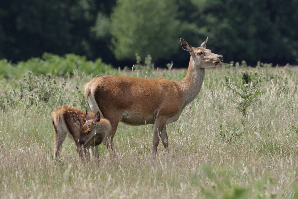 faune sauvage