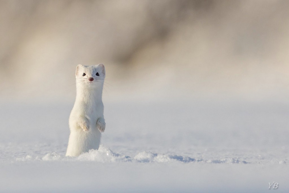 Faune sauvage