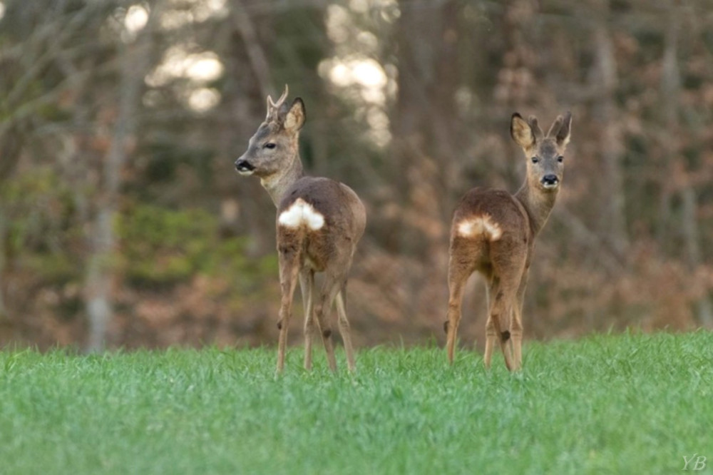 Faune sauvage