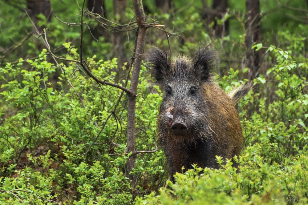 Faune sauvage