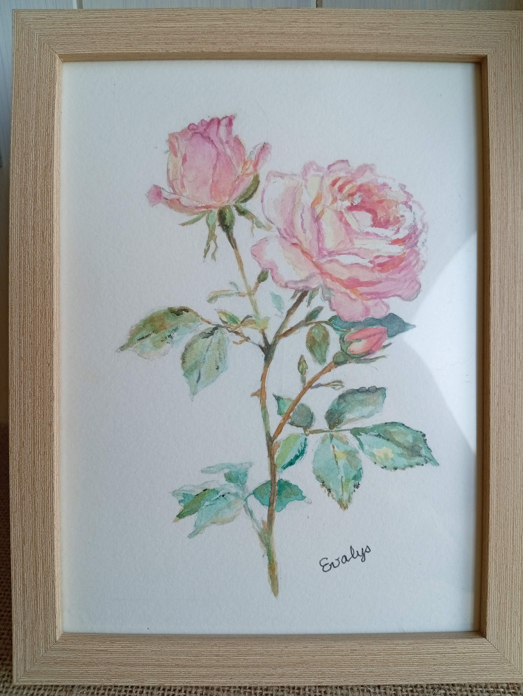 Premières roses