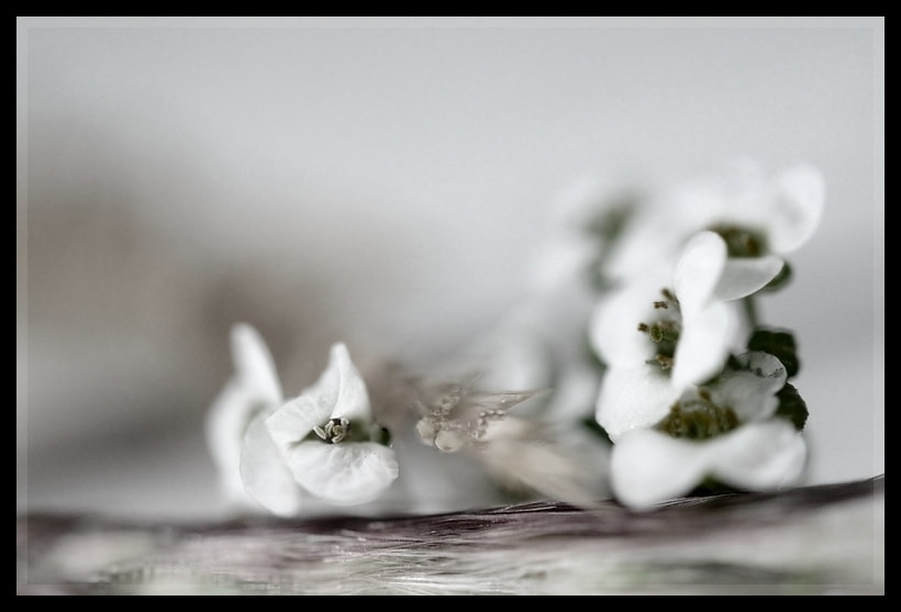Fleur, 3