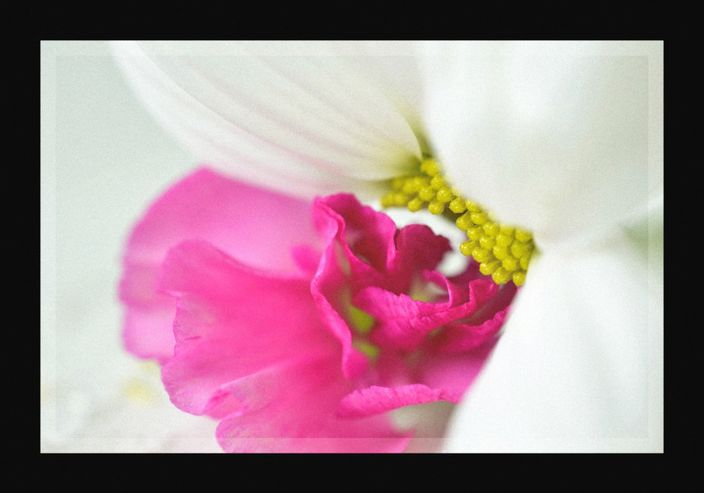 Fleur 6