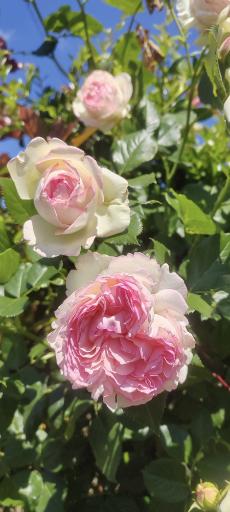 Octobre rose