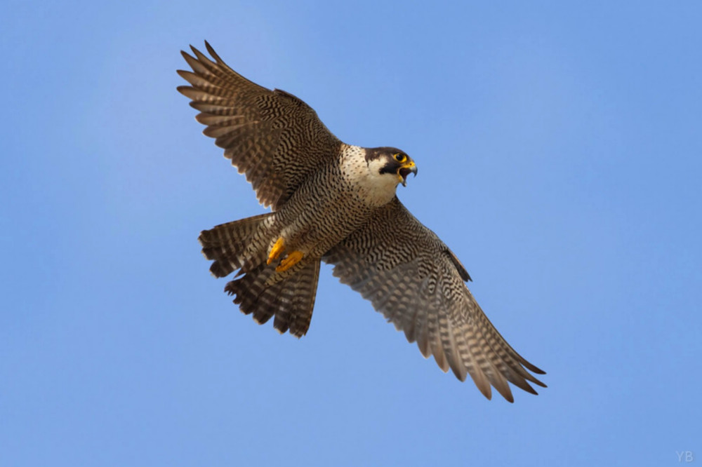 Faune sauvage