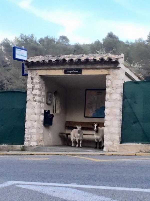 Deux chèvres en attente de bus