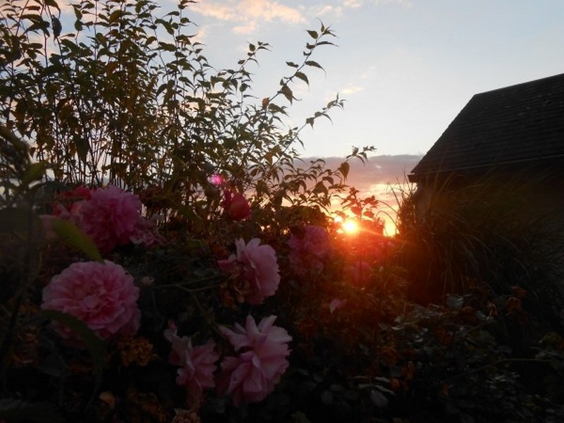 Roses en robe de chambre