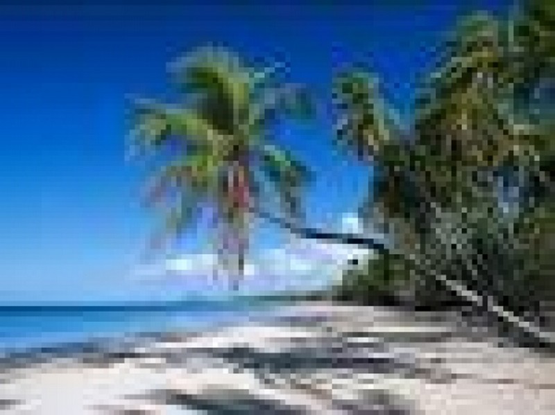 Pureté et majesté du cygne